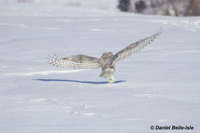 Harfand des neiges