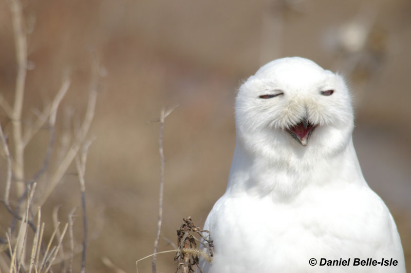 Harfang des neiges