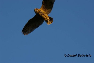 Grand Duc au vol