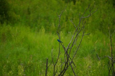 Passerin indigo