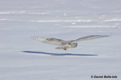 Harfand des neiges