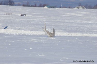 Harfand des neiges