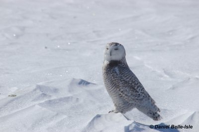 Harfand des neiges