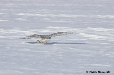 Harfand des neiges