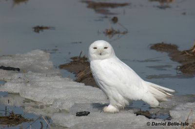 Harfang des neiges