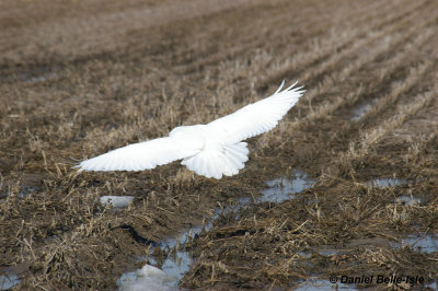Harfang des neiges