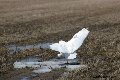 Harfang des neiges