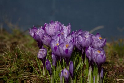  Crocus (stacked processing)