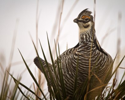 Greater Prairie Chicken