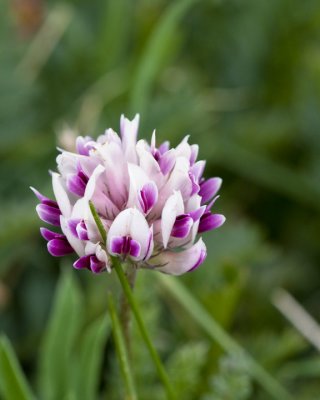 Parry Clover