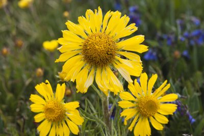 Rydbergia. Alpine Sunflower  ?