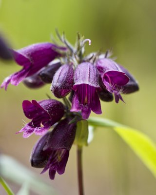 Dusky Penstemon