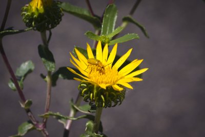 Mountain Gumweed