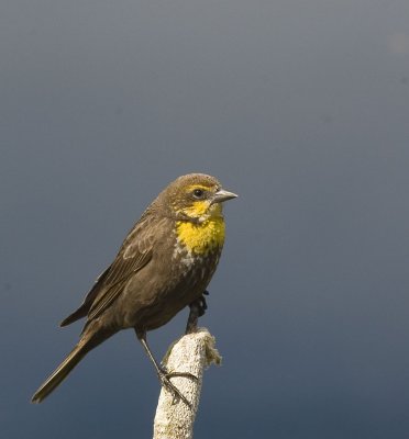  Yellow-headed Blackbird (juv.)