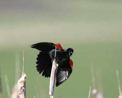Red-winged Blackbird