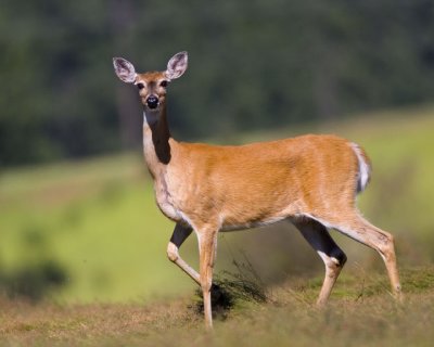 White-tailed Deer