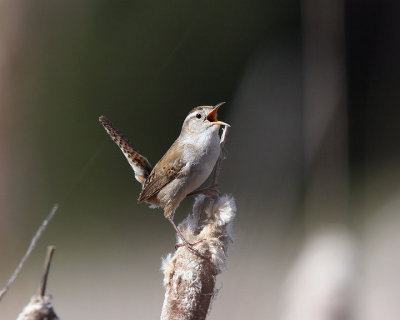 Marsh Wren