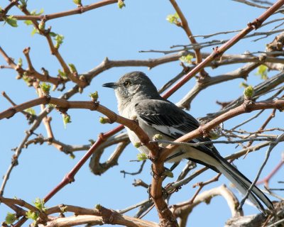 Northern Mockingbird