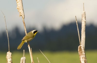 Common Yellowthroat