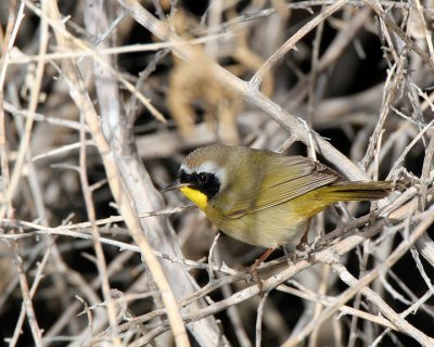 Common Yellowthroat