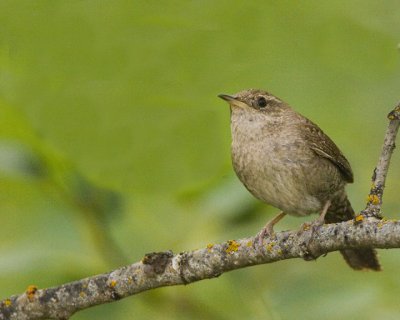 House wren