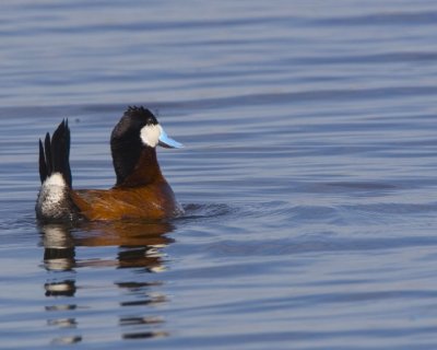 waterfowl