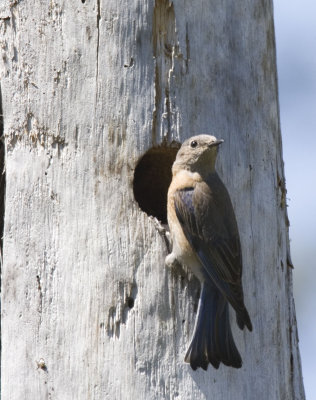 Western Bluebird