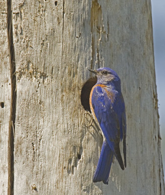Western Bluebird