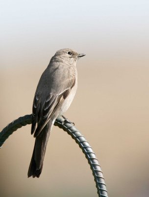 Townsend's Solitaire