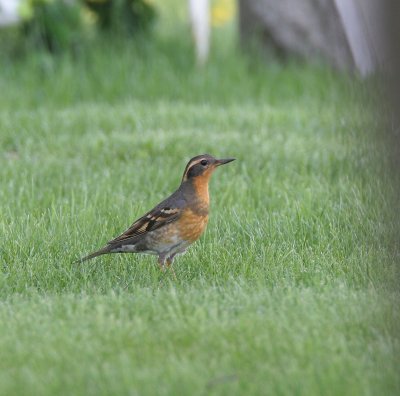 Varied Thrush