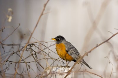 American Robin