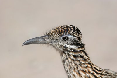 roadrunner