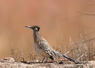 Greater Roadrunner