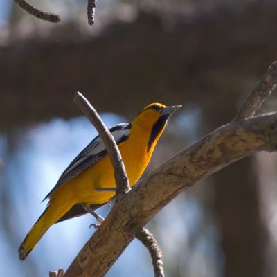 Bullock's Oriole