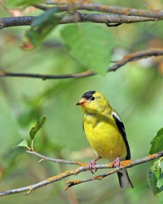 American Goldfinch