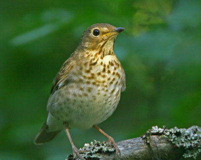 Swainsons Thrush