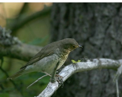 Swainson's Thrush