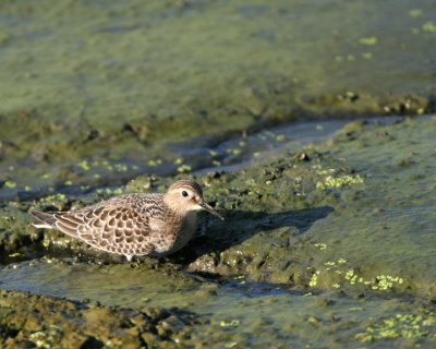 Baird's Sandpiper