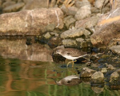 Solitary  Sandpiper