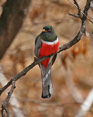 trogons