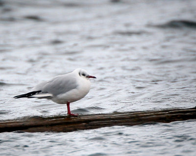 gulls