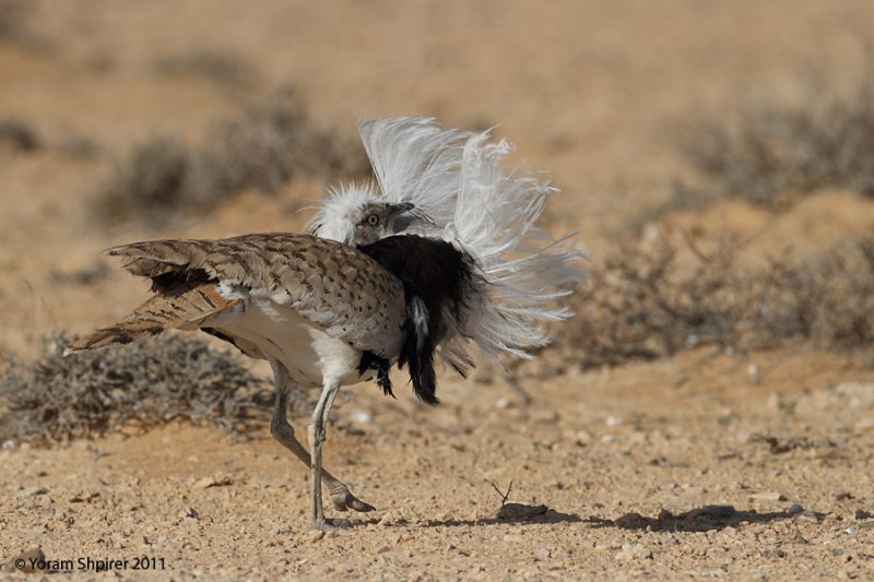 Houbara Bustard 8108