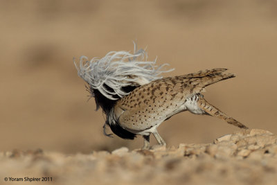 Houbara Bustard 8002
