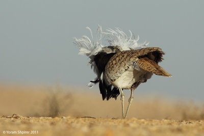 Houbara Bustard  5677