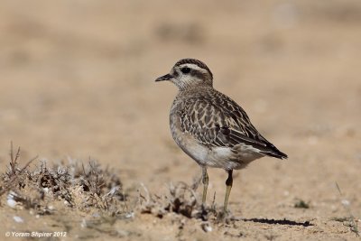 Dotterel   