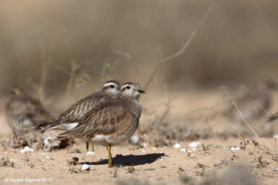 Dotterel   