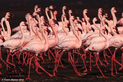 birds_of_kenya