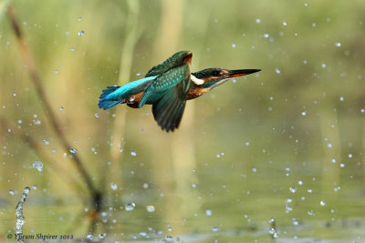 Common Kingfisher_48D2800