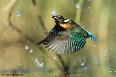 Common Kingfisher_48D2843