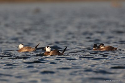 White-headed duck (Oxyura leucocephala)